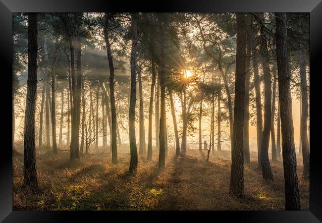 Sunrise in the Woods Framed Print by Dave Harbon