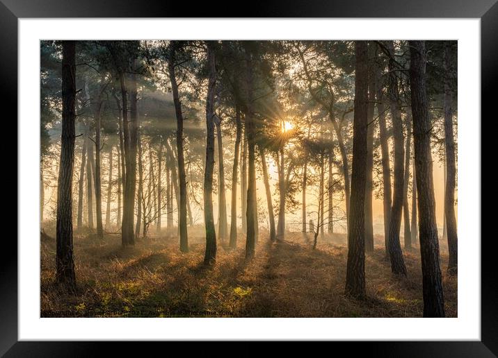 Sunrise in the Woods Framed Mounted Print by Dave Harbon