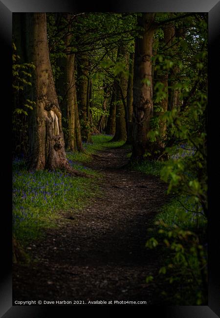 Path Through the Woods Framed Print by Dave Harbon
