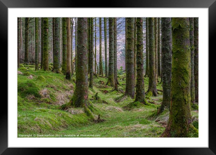 The Woods Framed Mounted Print by Dave Harbon