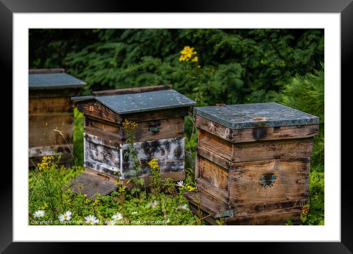 Beehives of Brodsworth Hall Framed Mounted Print by Dave Harbon