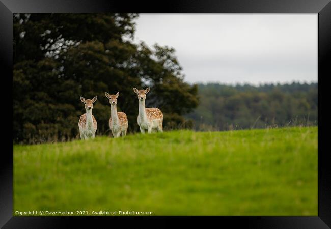 Three Fallow Deer Framed Print by Dave Harbon