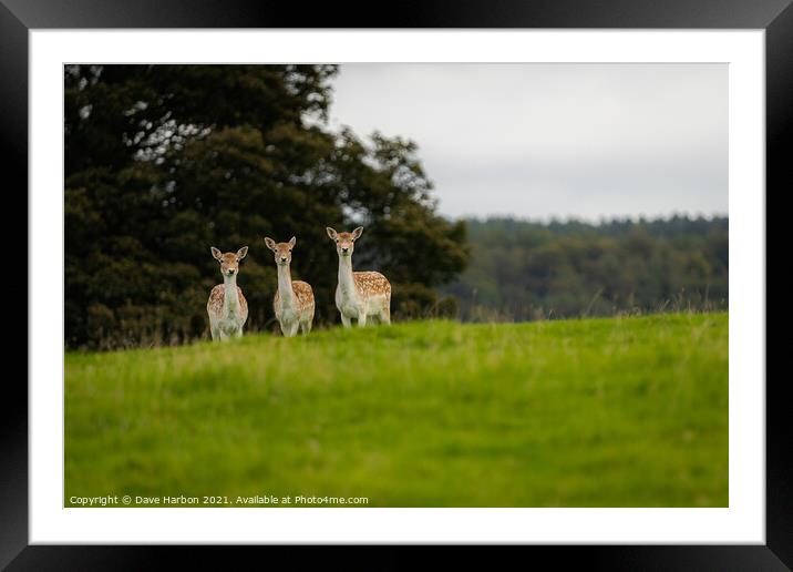 Three Fallow Deer Framed Mounted Print by Dave Harbon