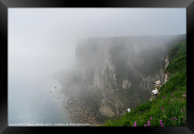 Bempton Cliffs in the Mist Framed Print by Dave Harbon