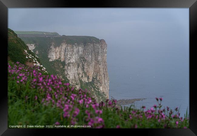 Bempton Cliffs and Red Campion Framed Print by Dave Harbon