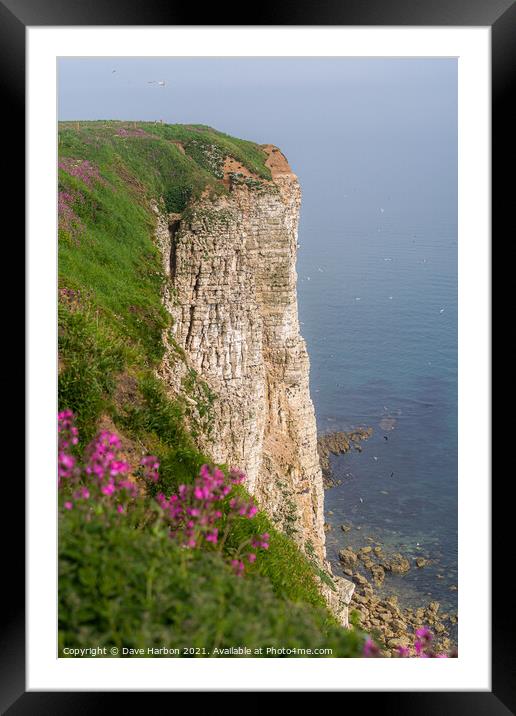 Bempton Cliffs Framed Mounted Print by Dave Harbon