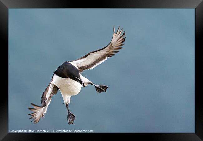 Clear For Landing Framed Print by Dave Harbon
