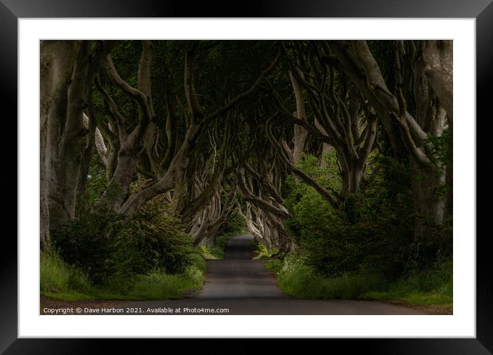 The Dark Hedges Framed Mounted Print by Dave Harbon