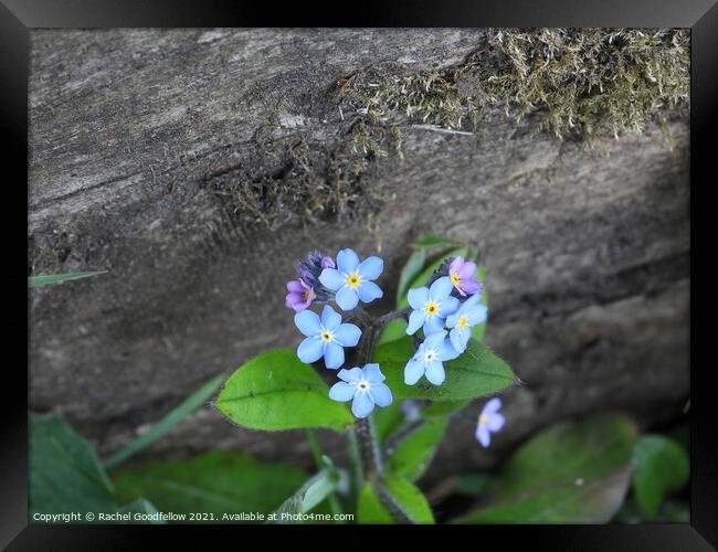 Forget-me-not fence Framed Print by Rachel Goodfellow