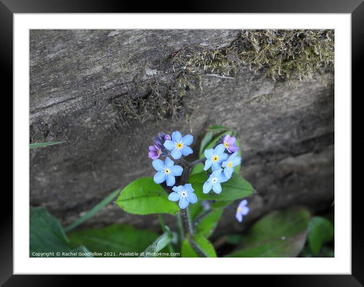 Forget-me-not fence Framed Mounted Print by Rachel Goodfellow