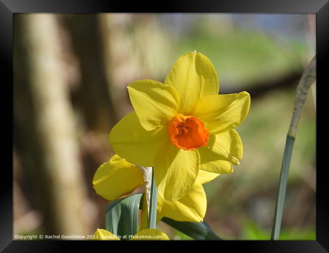 Spring Daffodil Framed Print by Rachel Goodfellow