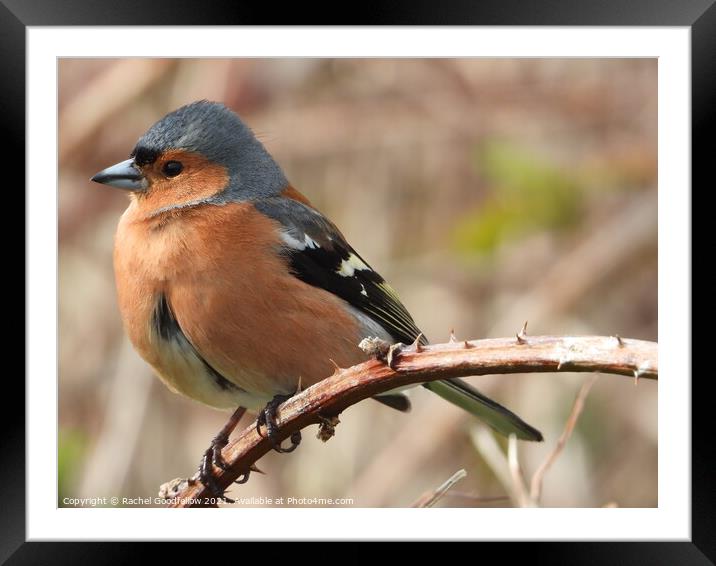 Perched Chaffinch Framed Mounted Print by Rachel Goodfellow