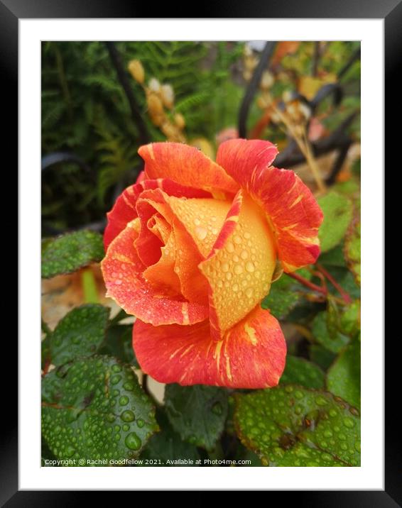 Rose in the Morning Dew Framed Mounted Print by Rachel Goodfellow