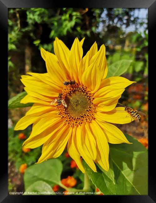 Sunflower Love Framed Print by Rachel Goodfellow