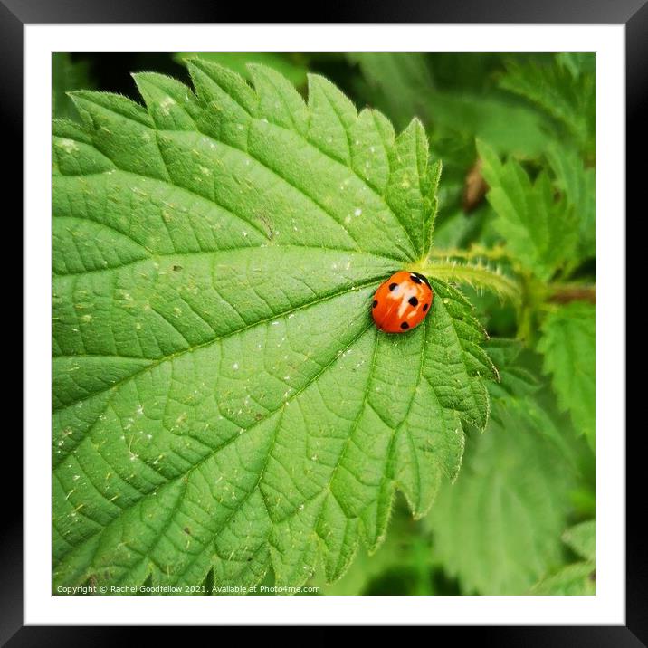 Ladybird Leaf Framed Mounted Print by Rachel Goodfellow