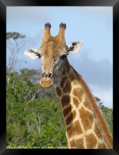 Giraffe Framed Print by Rachel Goodfellow