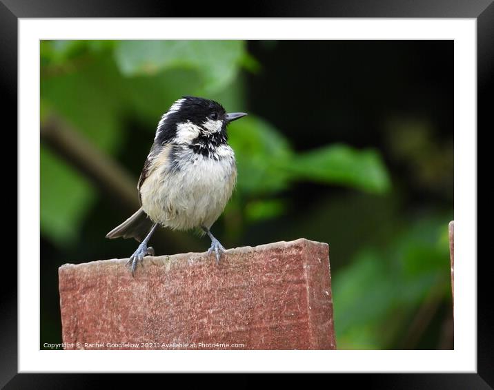 Coal Tit Framed Mounted Print by Rachel Goodfellow