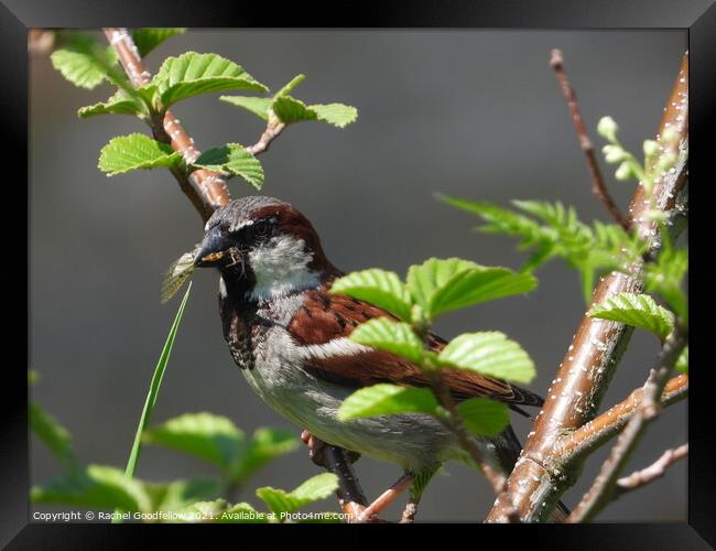 Hungry house sparrow Framed Print by Rachel Goodfellow