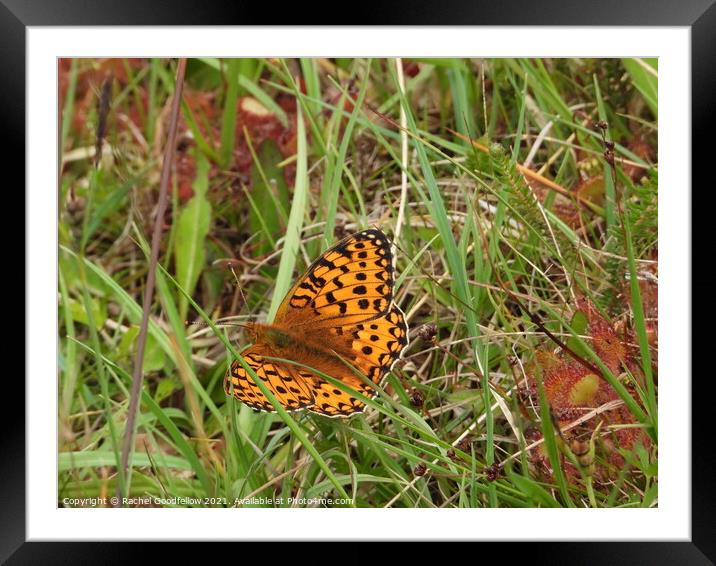 Dark Green Fritillary Butterfly Framed Mounted Print by Rachel Goodfellow