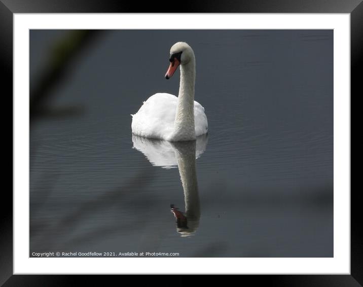 Swan Framed Mounted Print by Rachel Goodfellow