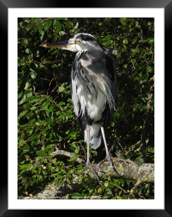 Heron in the tree. Framed Mounted Print by Rachel Goodfellow