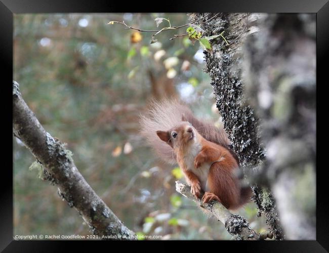 Red squirrel on a branch Framed Print by Rachel Goodfellow