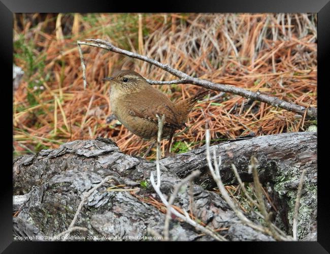 Wren in the Woods Framed Print by Rachel Goodfellow