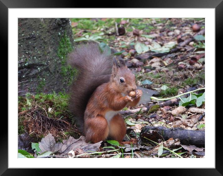 Red Squirrel  Framed Mounted Print by Rachel Goodfellow