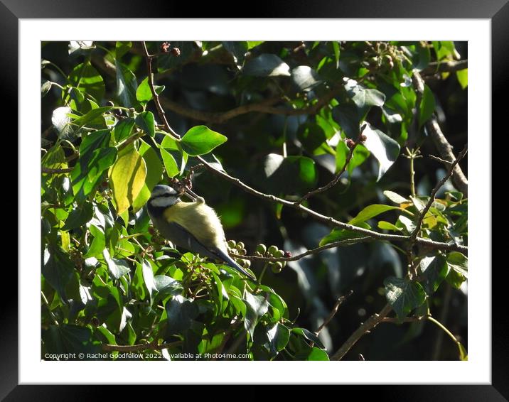 Blue Tit in a tree Framed Mounted Print by Rachel Goodfellow