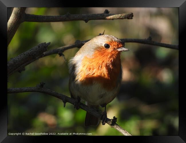 Spring Robin Framed Print by Rachel Goodfellow