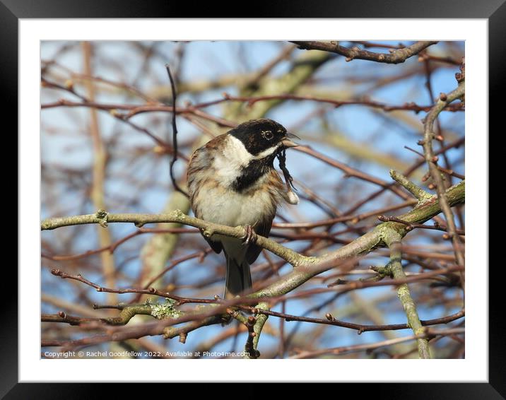 Posing Reed Bunting  Framed Mounted Print by Rachel Goodfellow