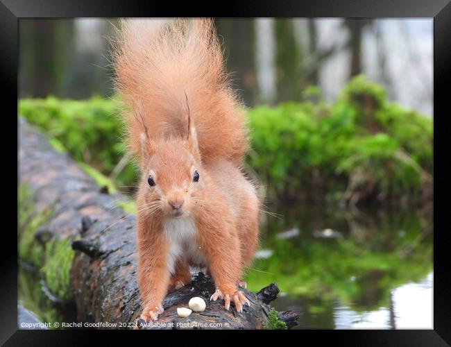 Red Squirrel on a log Framed Print by Rachel Goodfellow