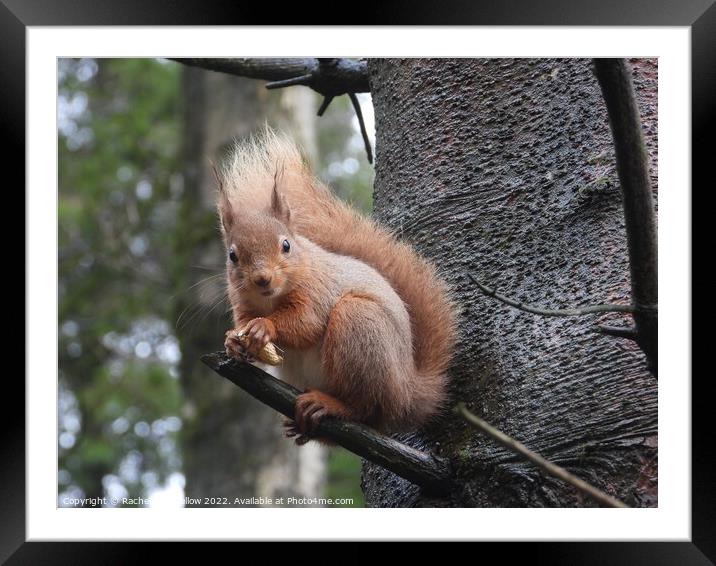 Red Squirrel  Framed Mounted Print by Rachel Goodfellow
