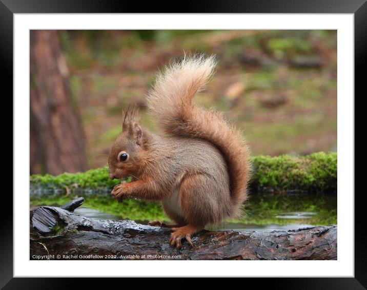 Red Squirrel eating on a branch  Framed Mounted Print by Rachel Goodfellow