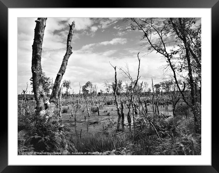 Trees in the Marsh Framed Mounted Print by Rachel Goodfellow