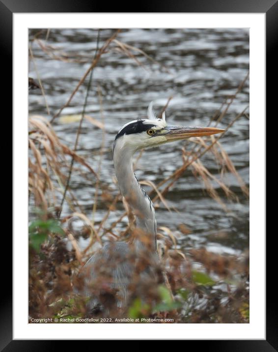 Hidden Heron Framed Mounted Print by Rachel Goodfellow