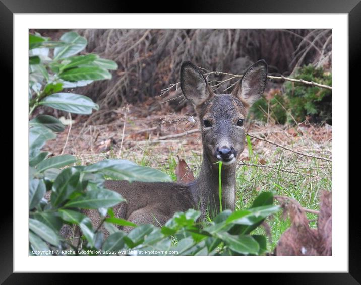 Deer in the grass Framed Mounted Print by Rachel Goodfellow