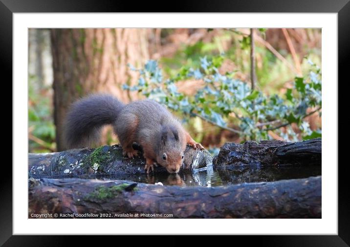 Drinking Squirrel Framed Mounted Print by Rachel Goodfellow