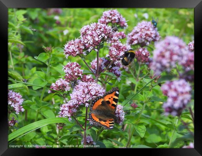 Small Tortoiseshell Butterfly  Framed Print by Rachel Goodfellow