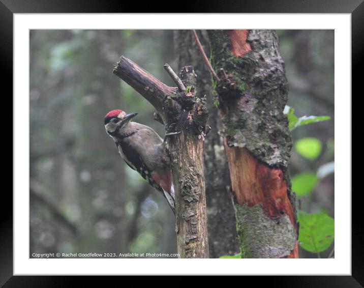A Woodpecker perched on a tree branch Framed Mounted Print by Rachel Goodfellow