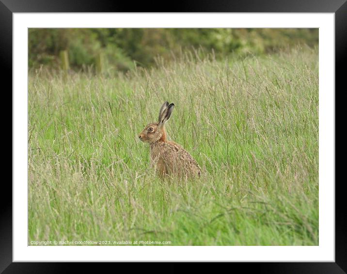 Hare in the grass Framed Mounted Print by Rachel Goodfellow