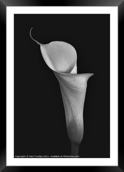 Isolated Lily - 1  Framed Mounted Print by Paul Tuckley