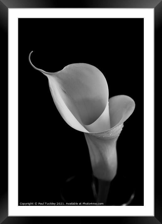 Isolated Lily - 2 Framed Mounted Print by Paul Tuckley