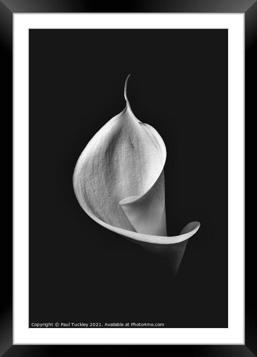 Isolated Lily -3  Framed Mounted Print by Paul Tuckley