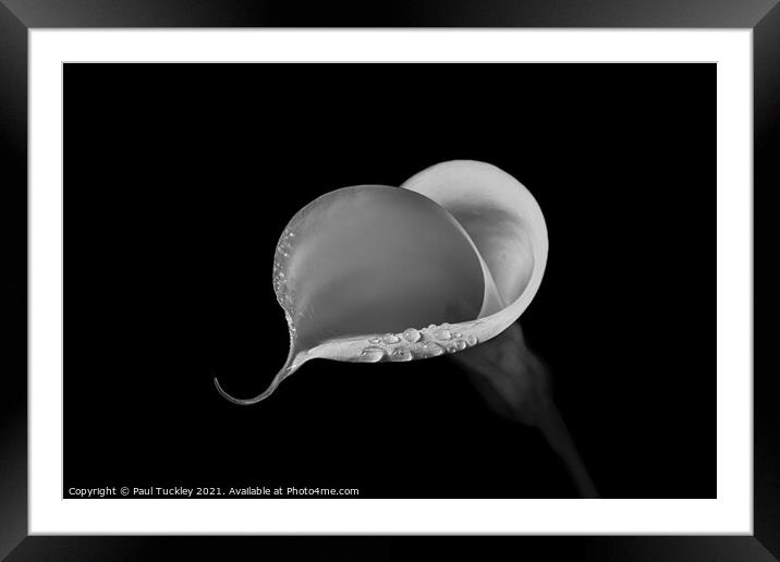 Isolated Lily - 6 Framed Mounted Print by Paul Tuckley