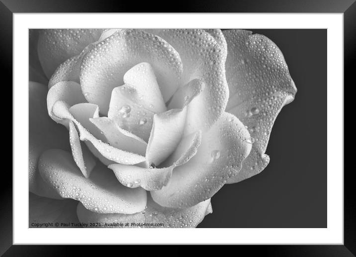 Raindrops on White Rose  Framed Mounted Print by Paul Tuckley