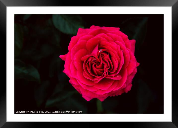 Red Garden Rose  Framed Mounted Print by Paul Tuckley