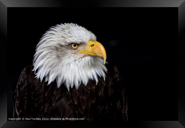 Portrait of an American Bald Eagle Framed Print by Paul Tuckley