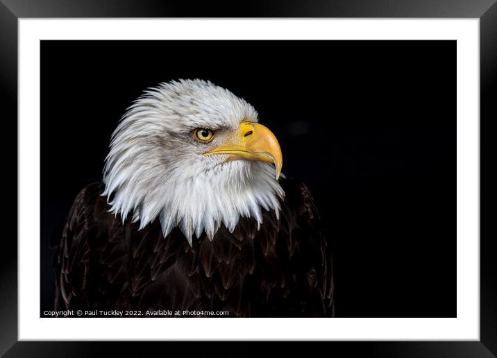 Portrait of an American Bald Eagle Framed Mounted Print by Paul Tuckley