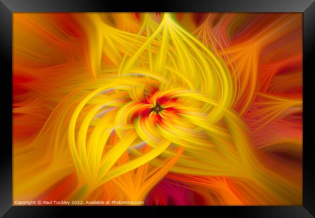 Abstract Lily Framed Print by Paul Tuckley